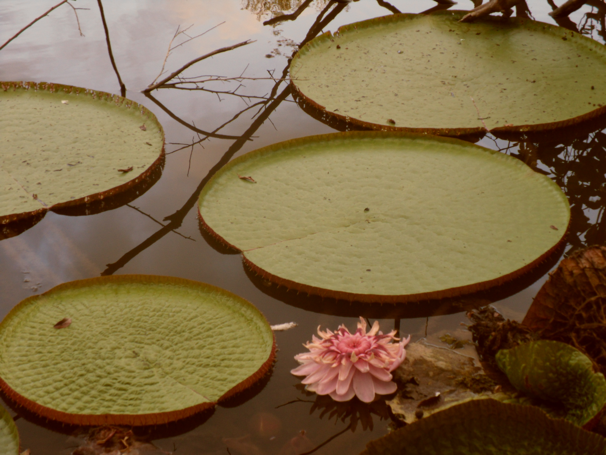 Giant Water Lilies Rainforest of Guyana