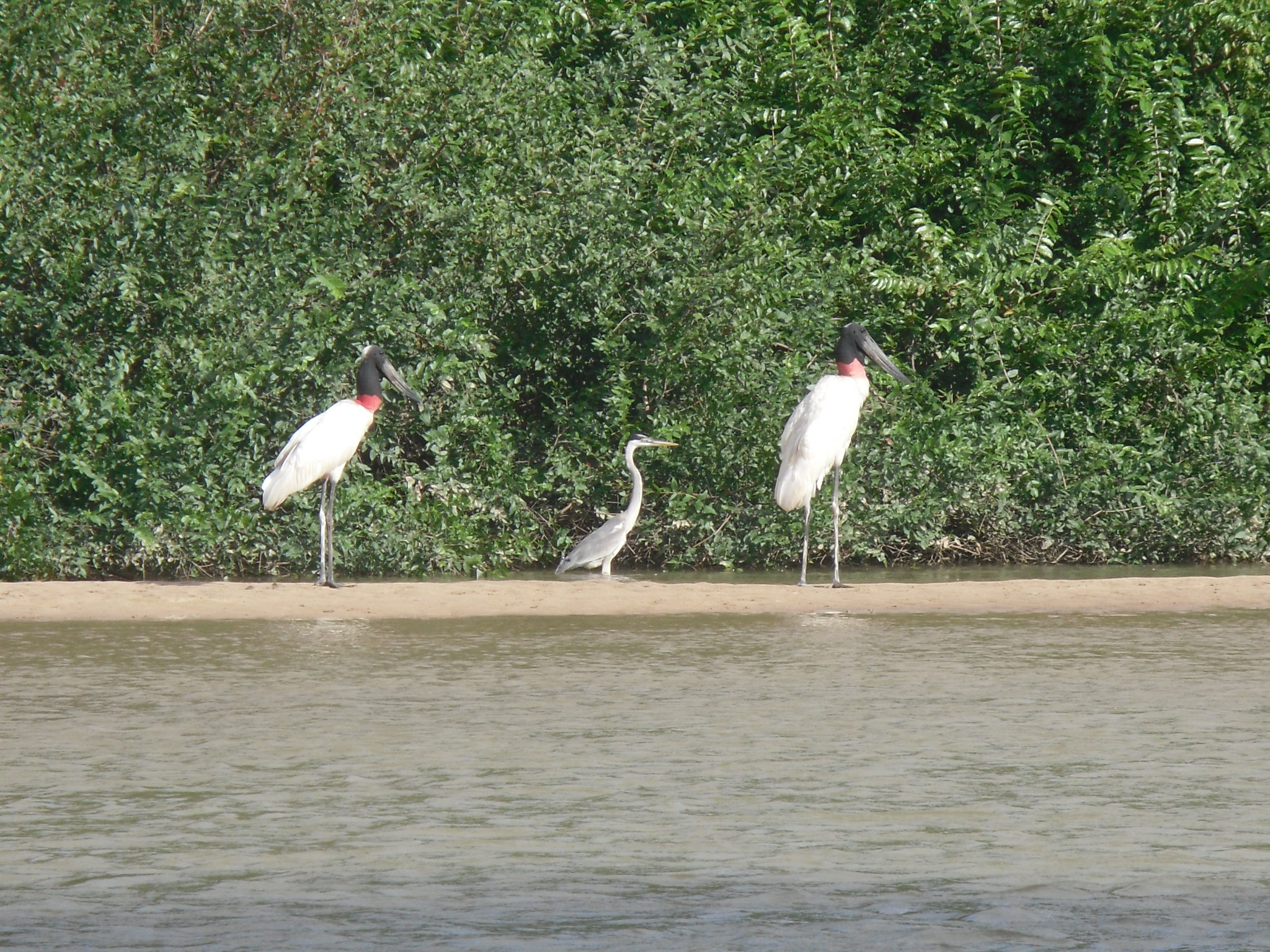 Jabiru Storks and a Great Blue Heron along the Rupununi river Guyana