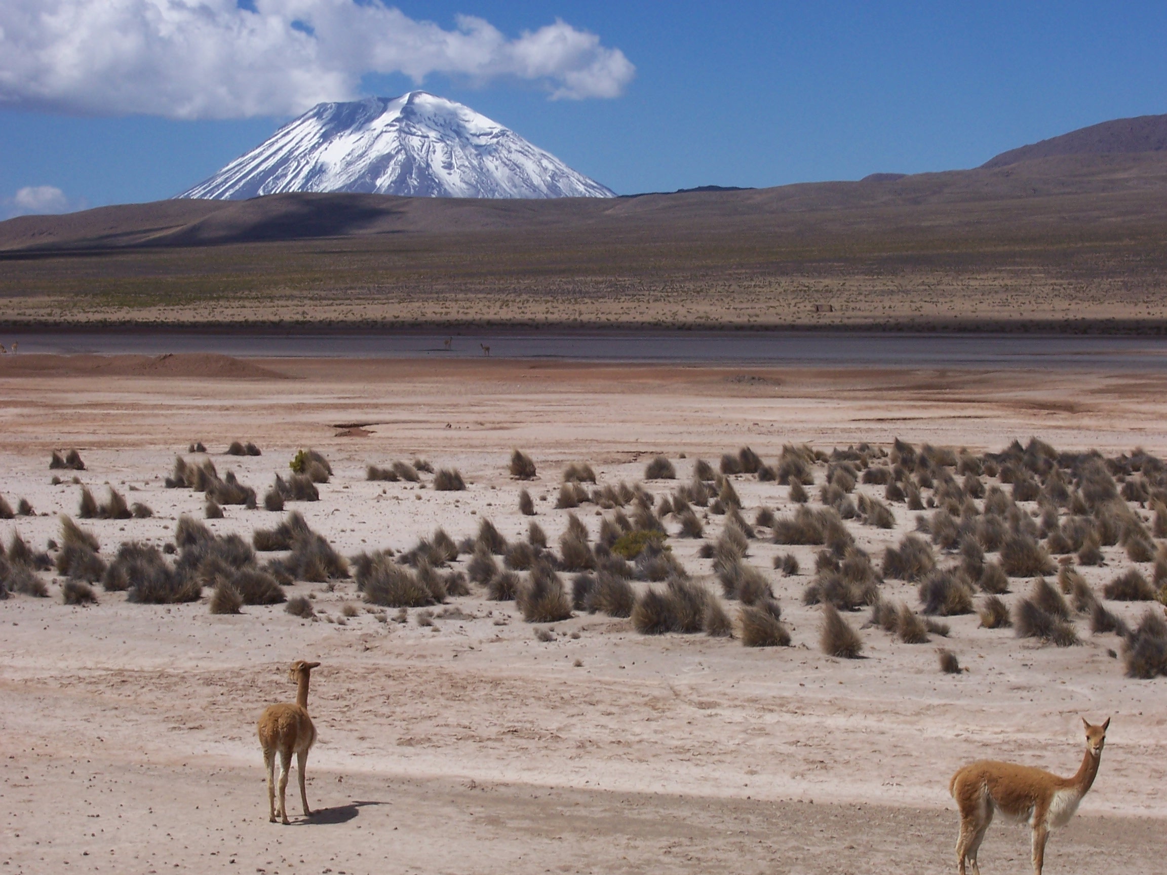 Altiplano of Peru on the road from Arequipa to the Colca Canyon