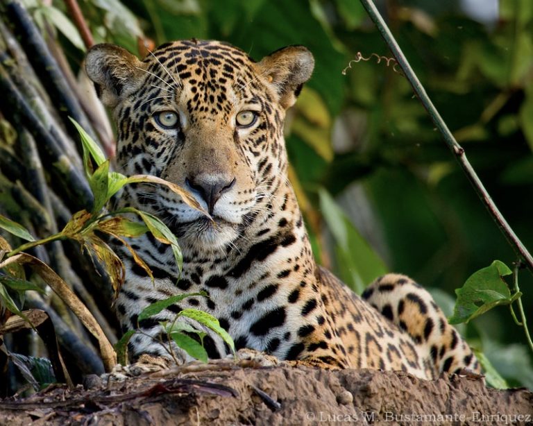 Jaguar from Peru's Amazon basin