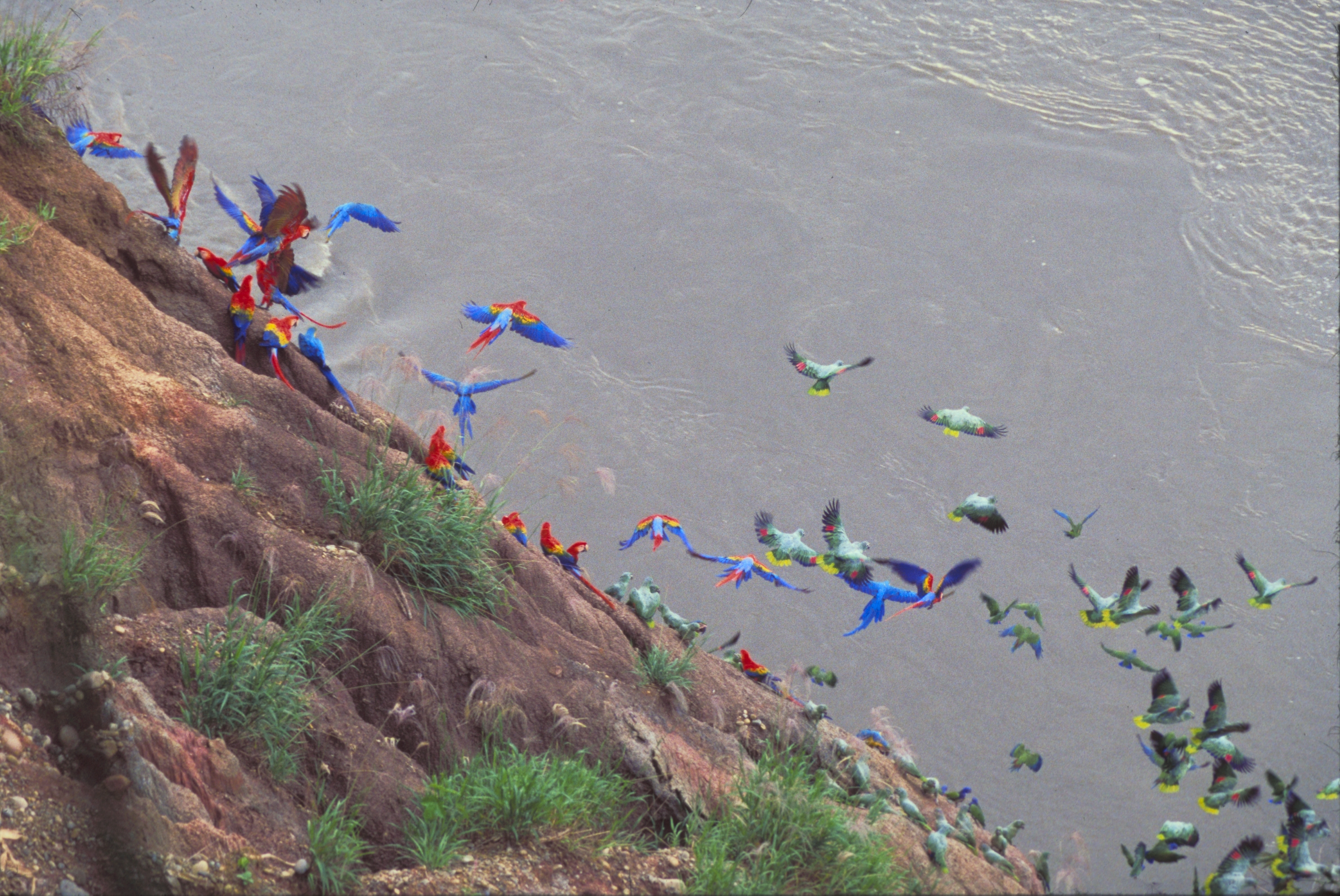 Parrot and Macaw Clay lick of Tambopata Reserve, Peru