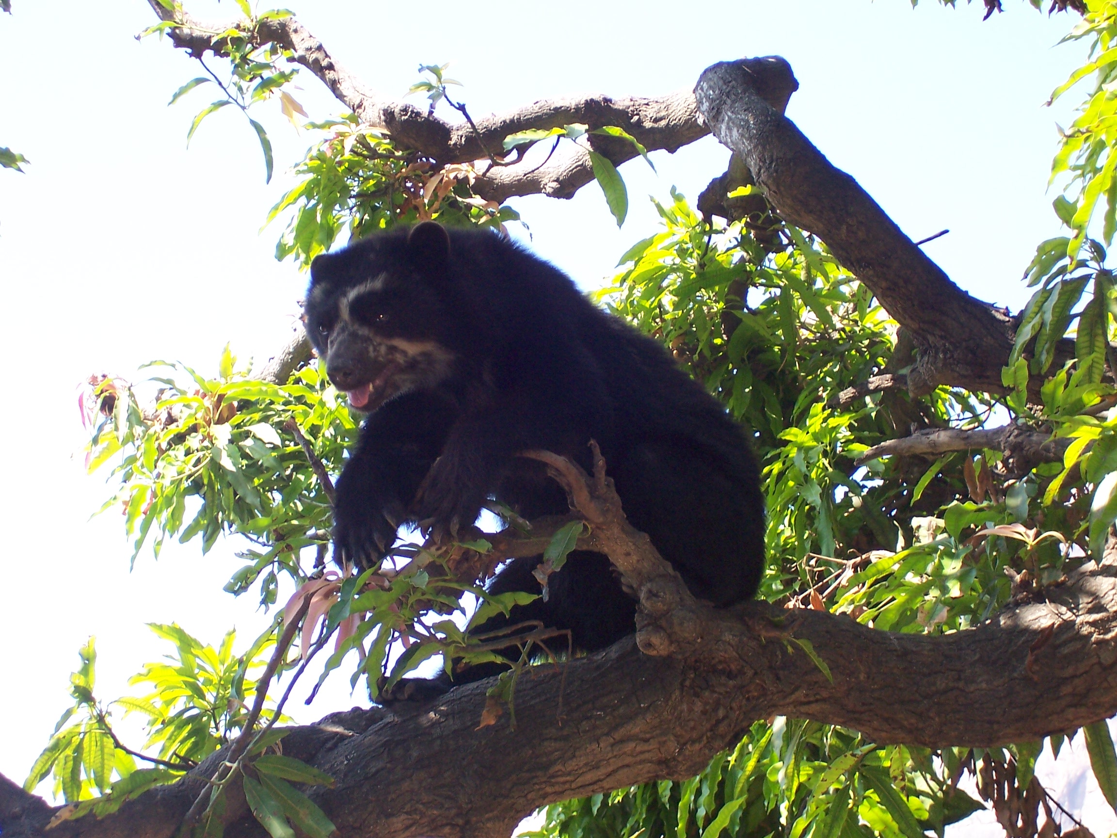 Peru's Andean Spectacled Bear
