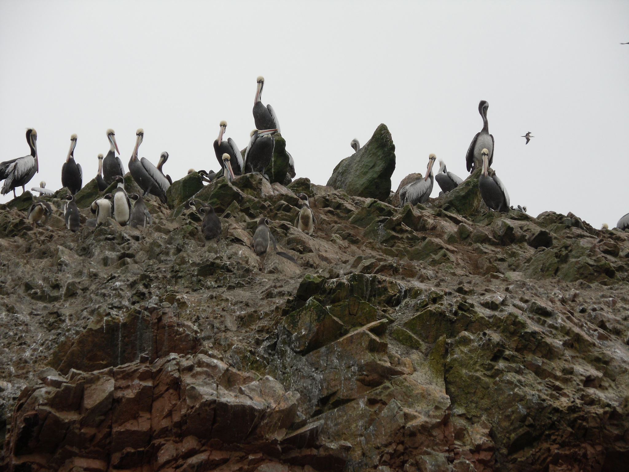 Pelicans and Penguins of the Ballestas Islands, Peru