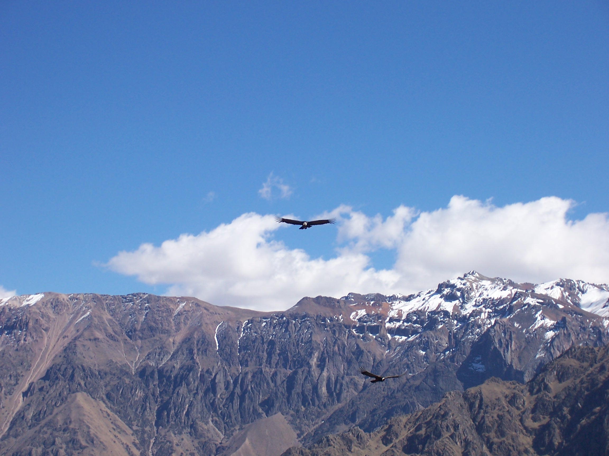 Cruz del Condor deep in the Colca Canyon of Peru