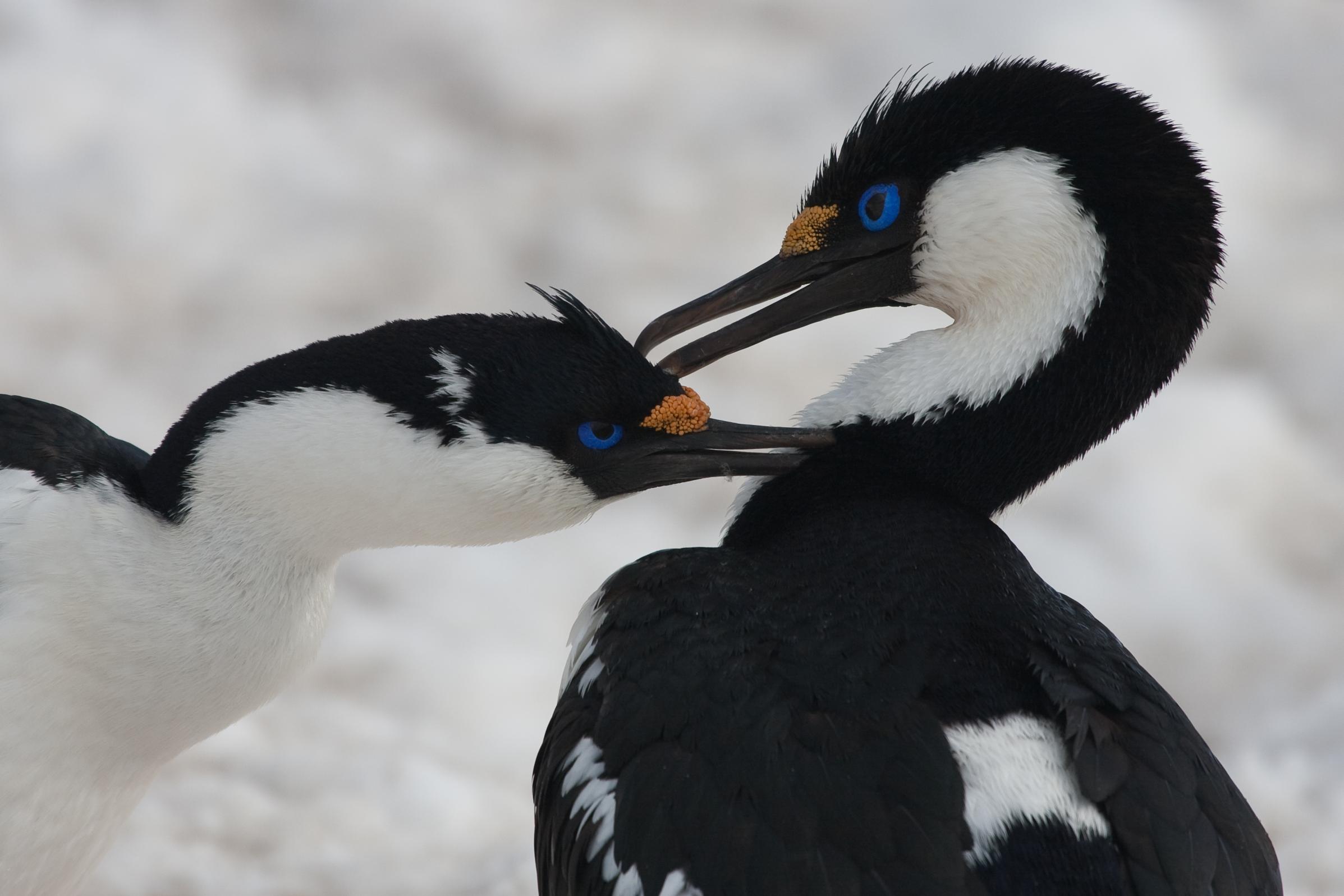 Plancius Antarctica Blue Eyed Shags