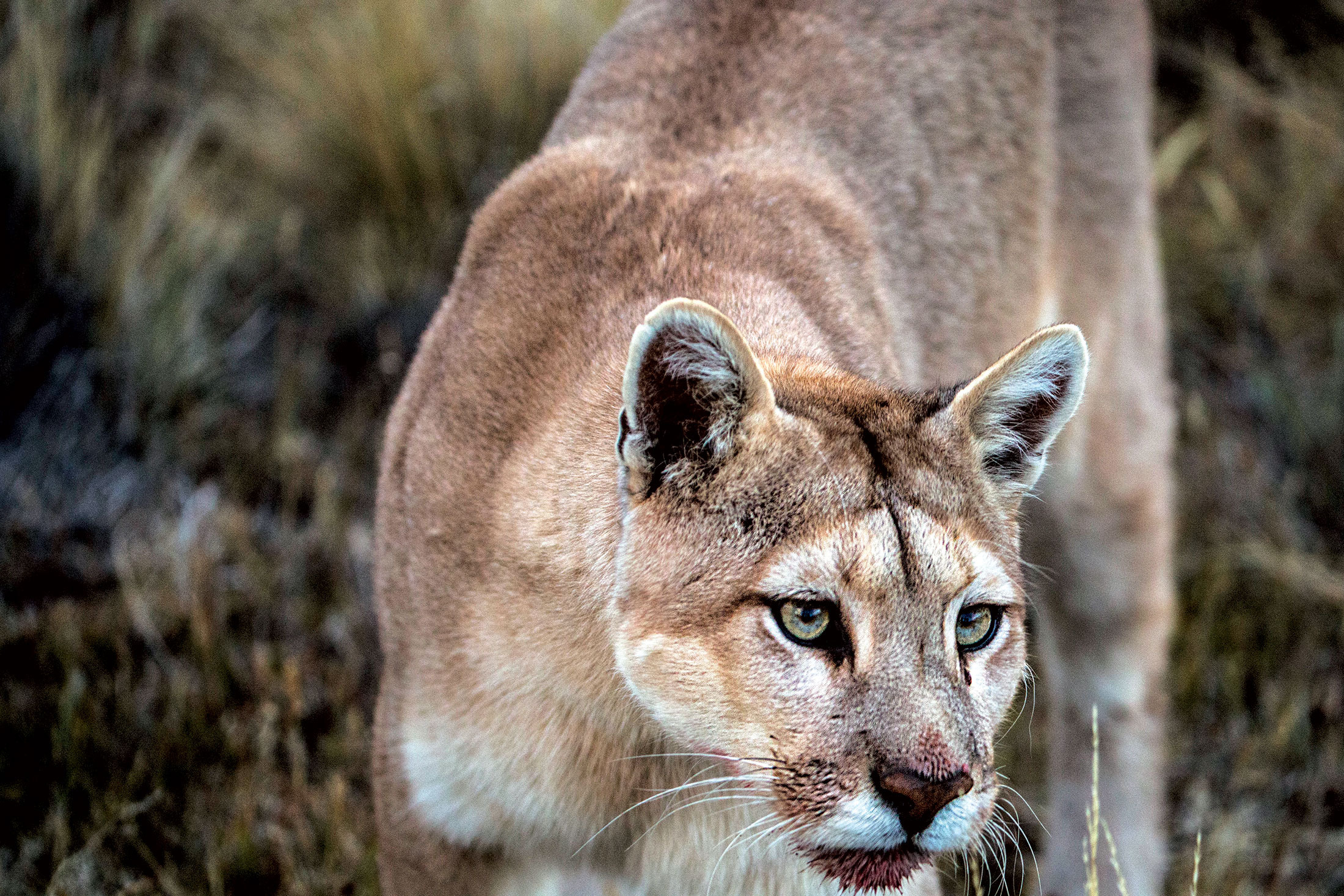 Puma in Paine National Park Patagonia Chile