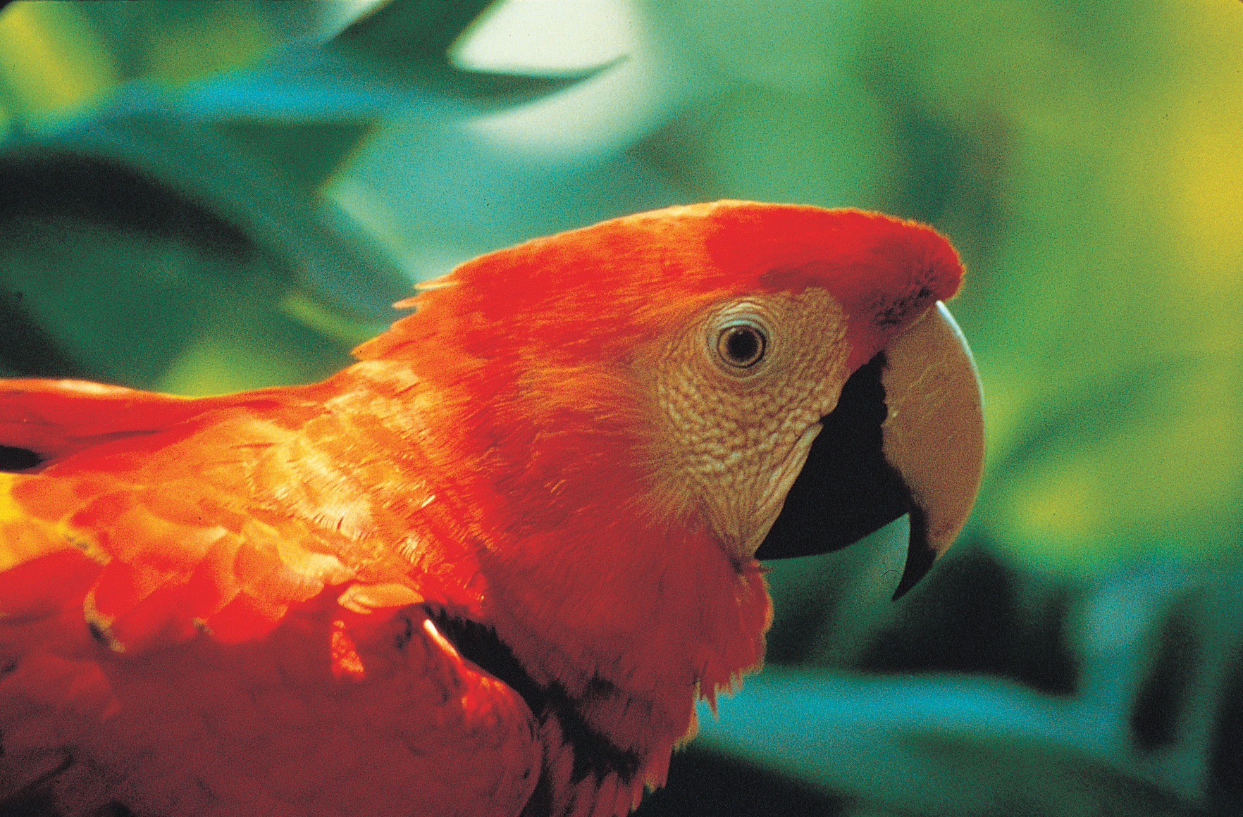 Scarlet Macaw