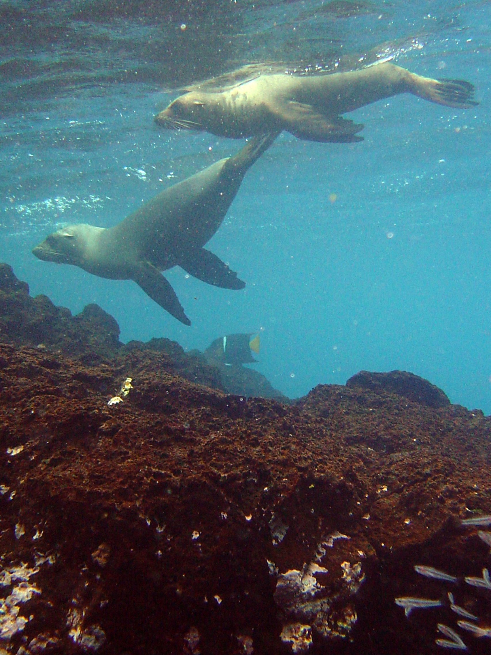 Sea lions playing in the Galapagos Islands