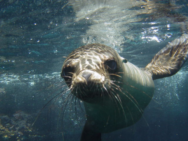 Snorkeling with Galapagos Islands Sea lions