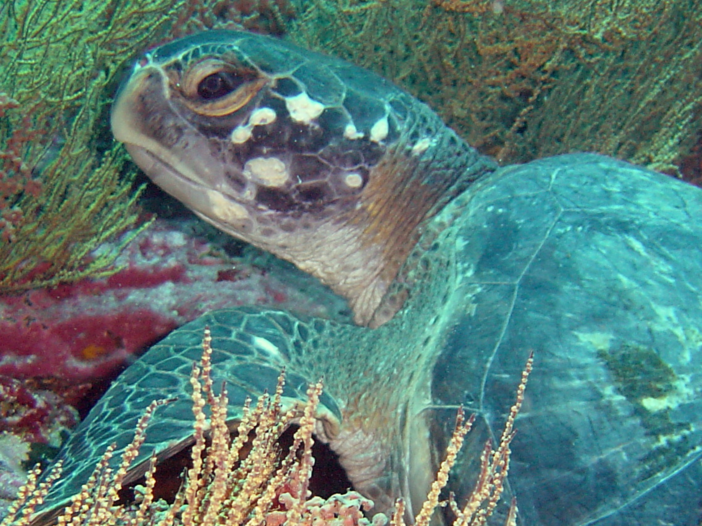 Snorkeling with sea turtles in the Galapagos Islands