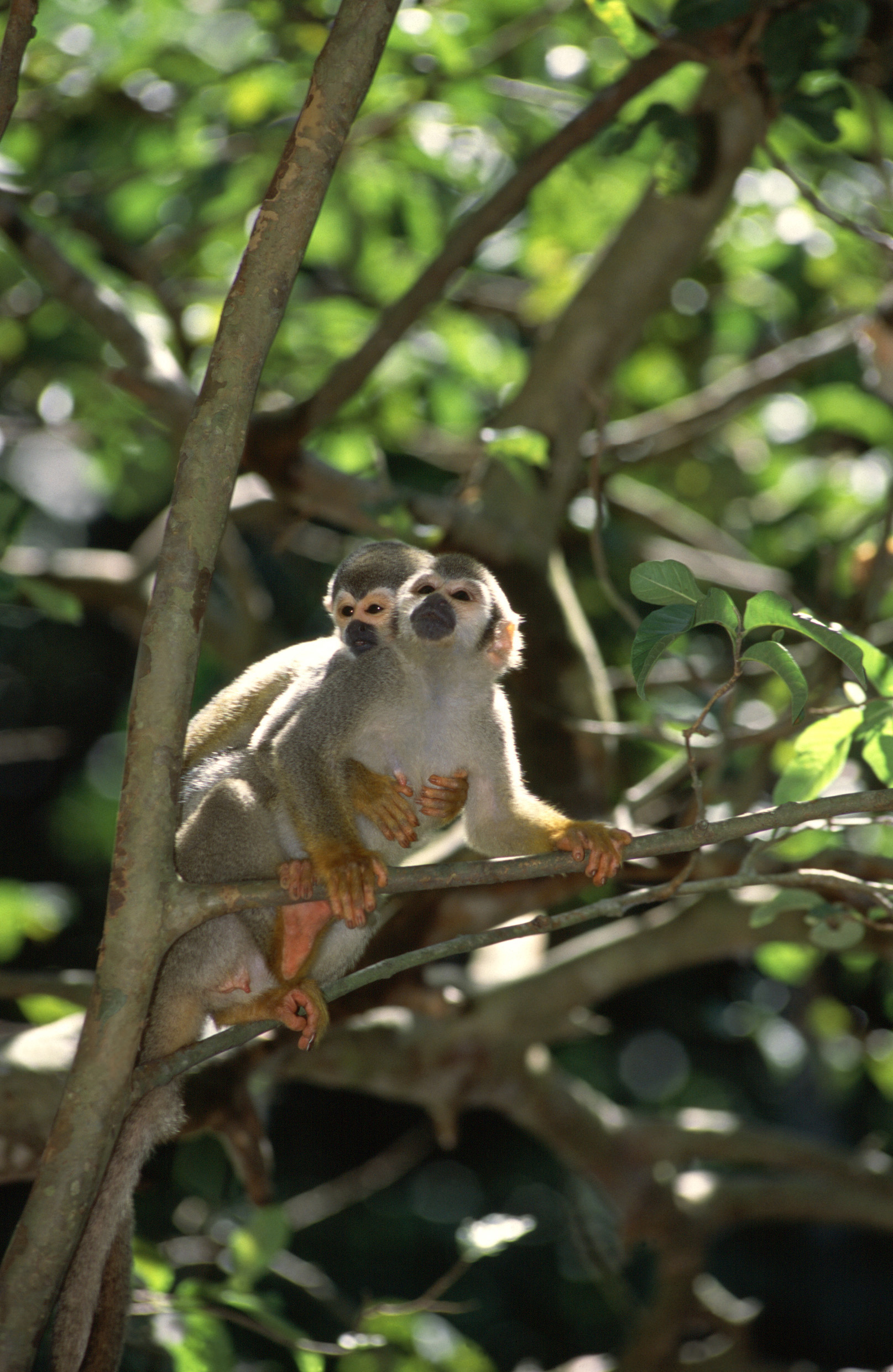 Squirrel Monkeys