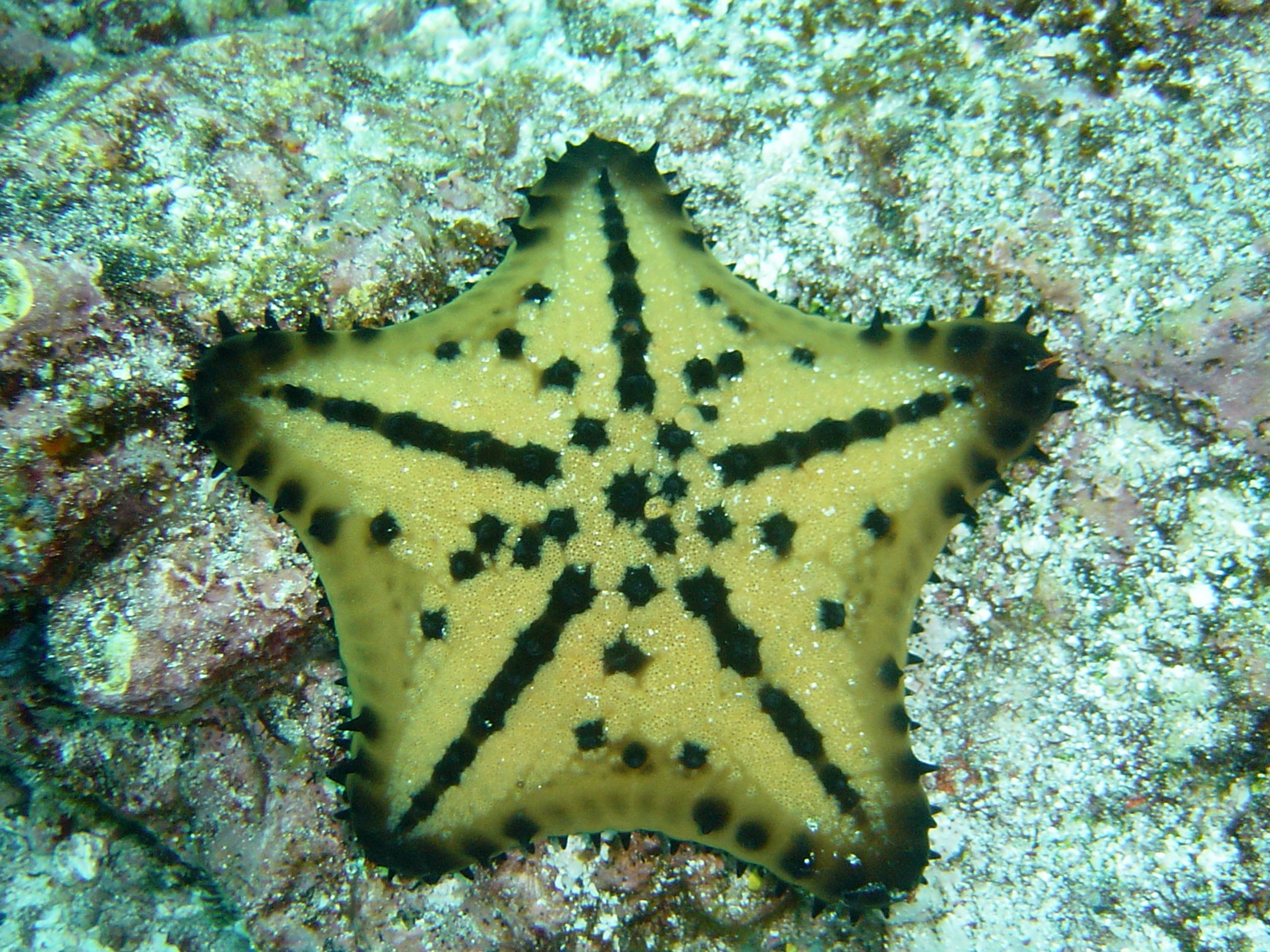 Galapagos Islands Starfish