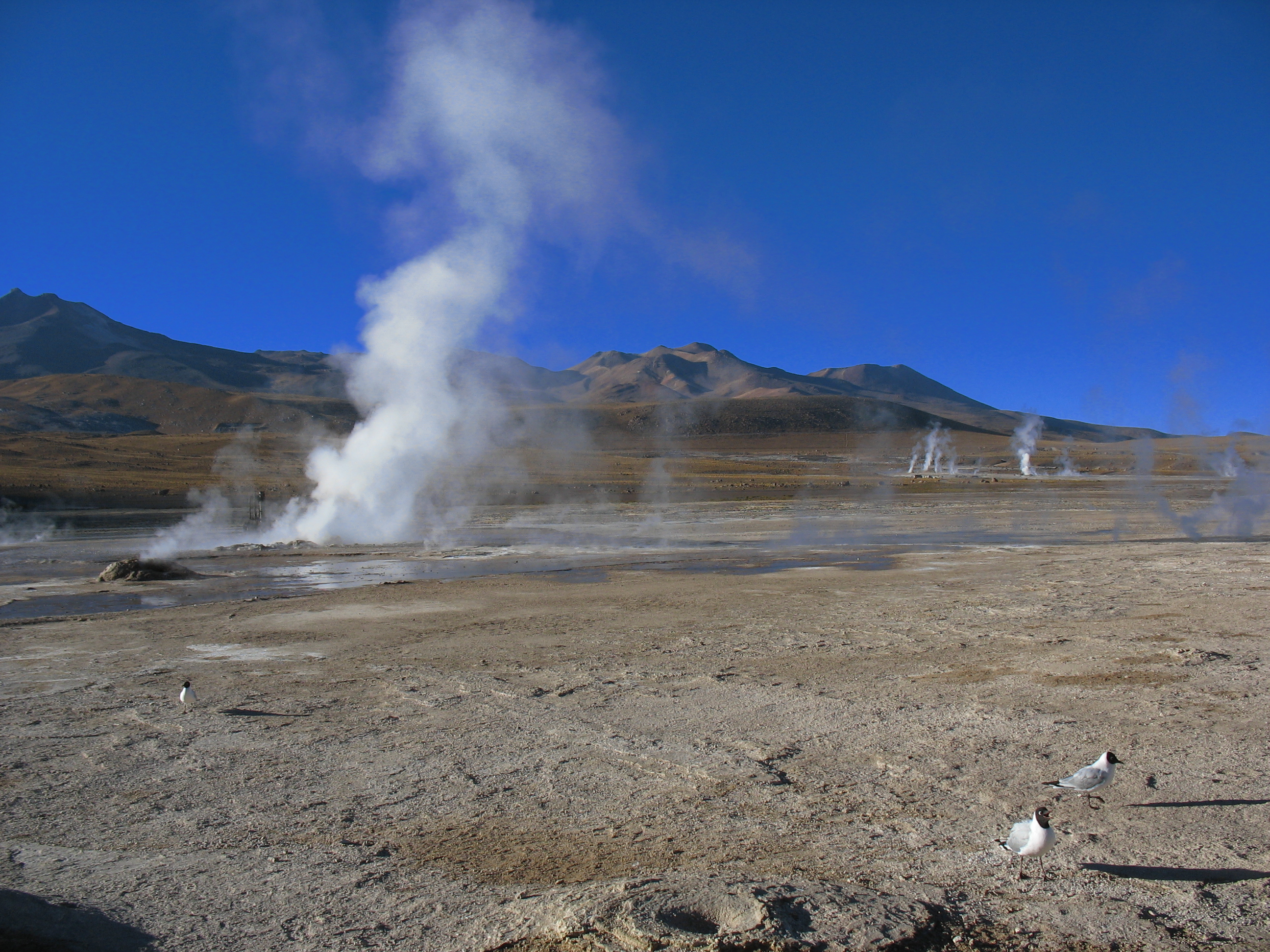 Tatio Geysers Atacama Desert Chile