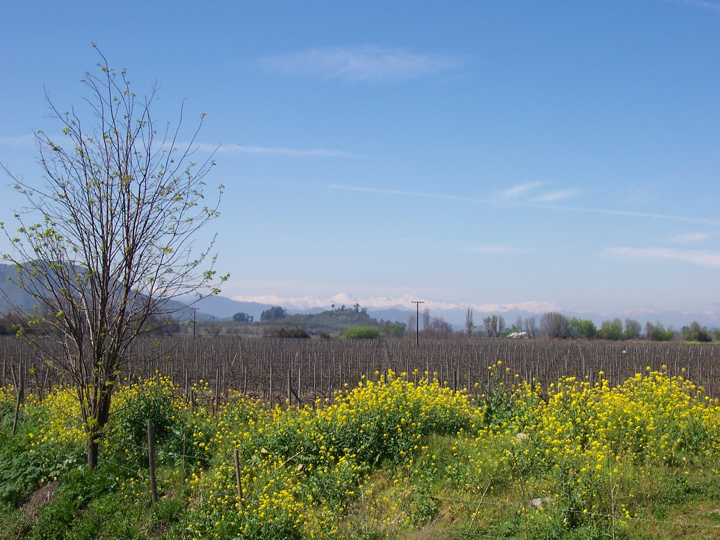 Vineyards of the Colchagua Valley Chile