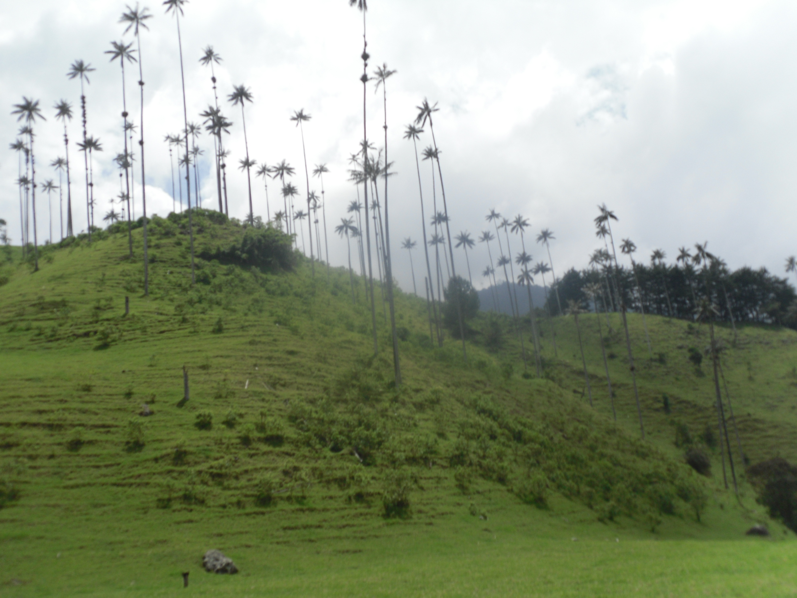 Wax Palms of the Cocora Valley in the Coffee Country of Colombia