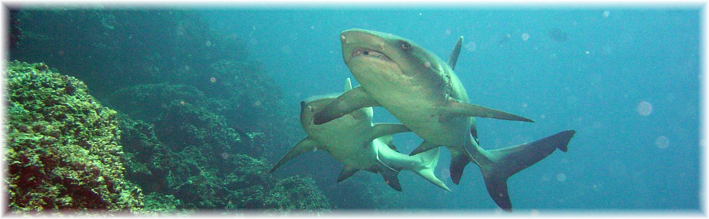 White tip reef shark Galapagos Islands
