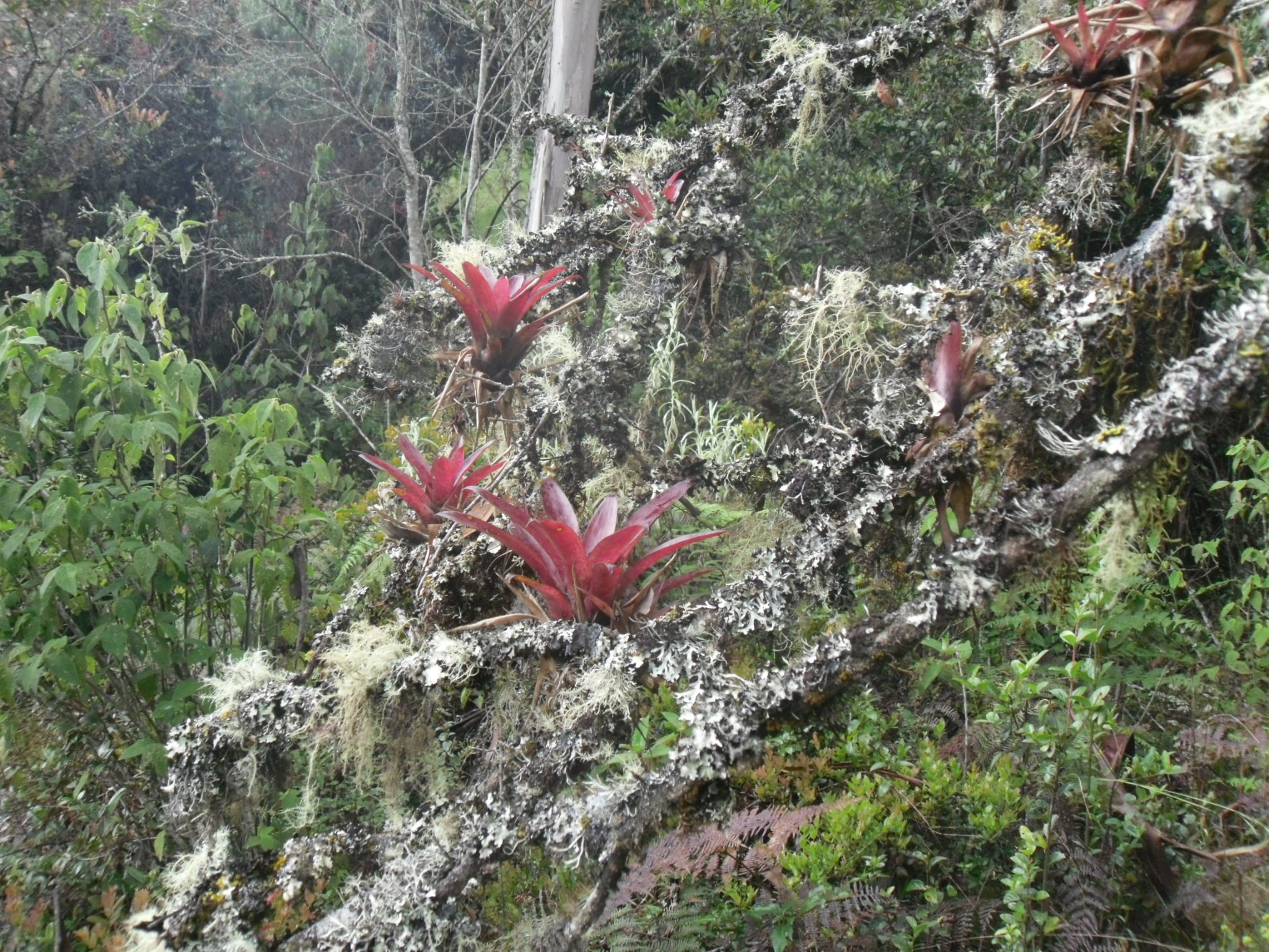 Cloud Forest near to Bogota Colombia