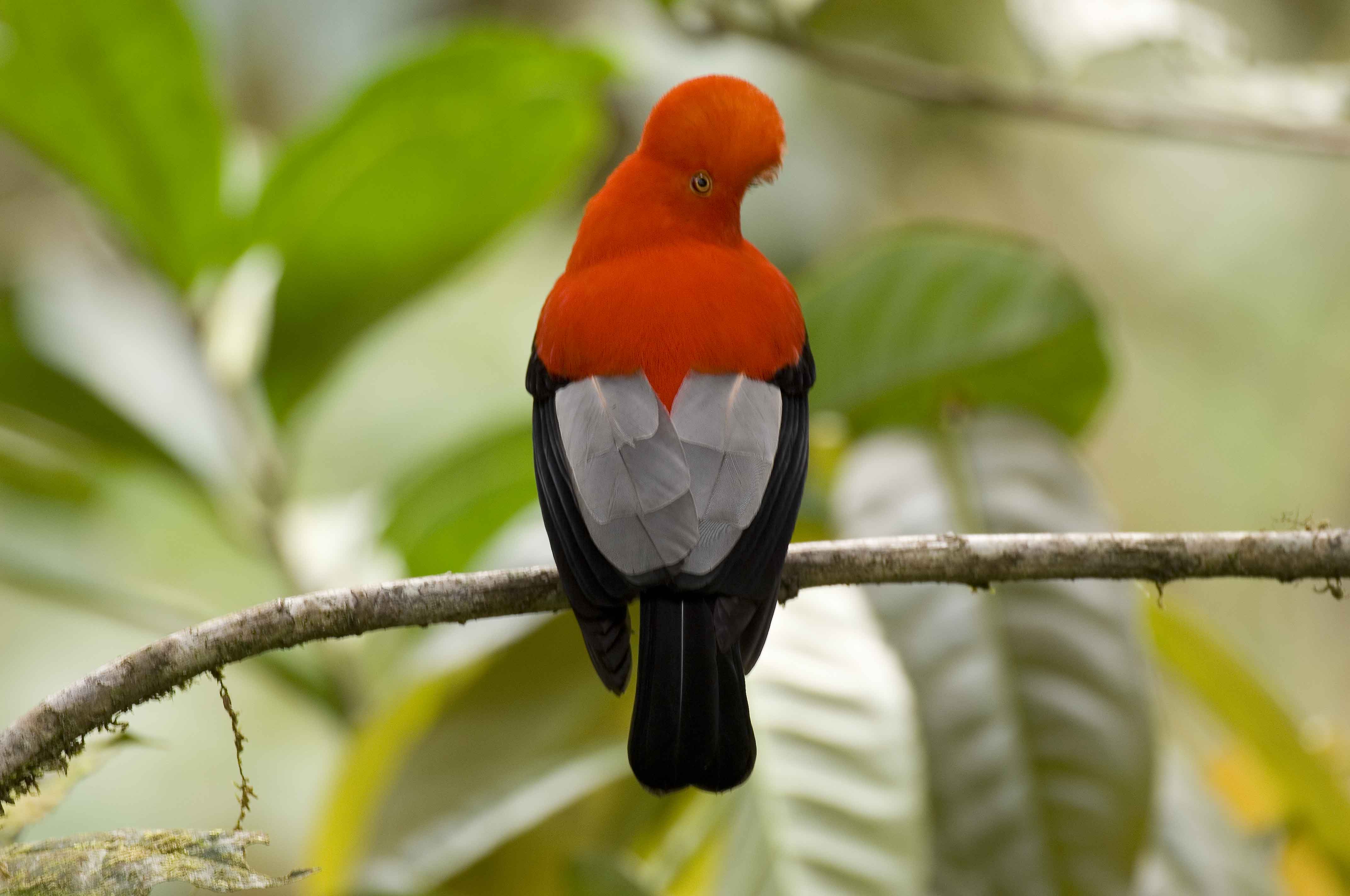 Andean Cock of the Rock Bellavista Cloud Forest Lodge Ecuador