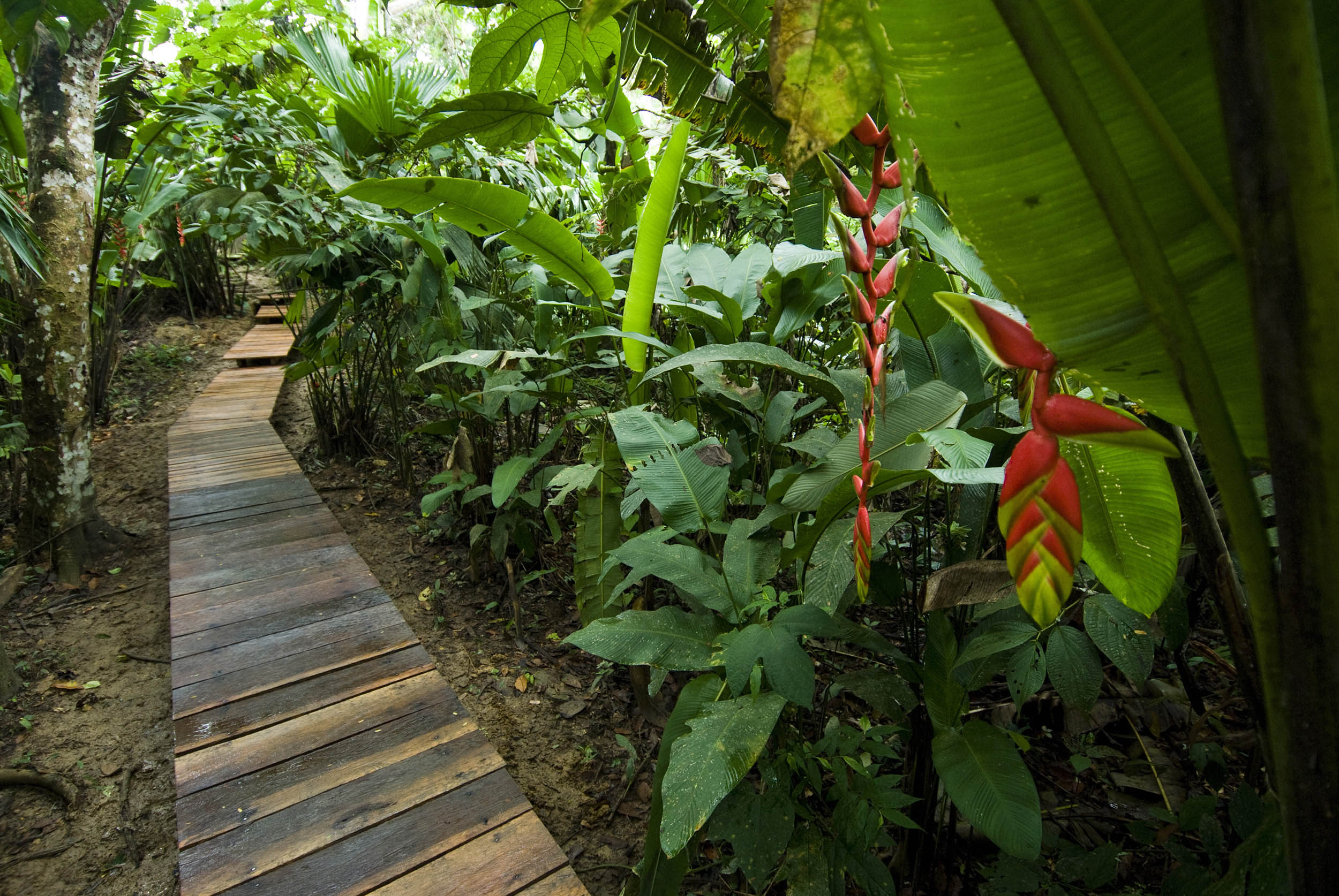 Calanoa Lodge Trail Colombia Amazon