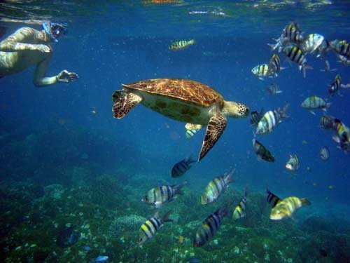 Chabil Mar-Belize-Sea Turtle