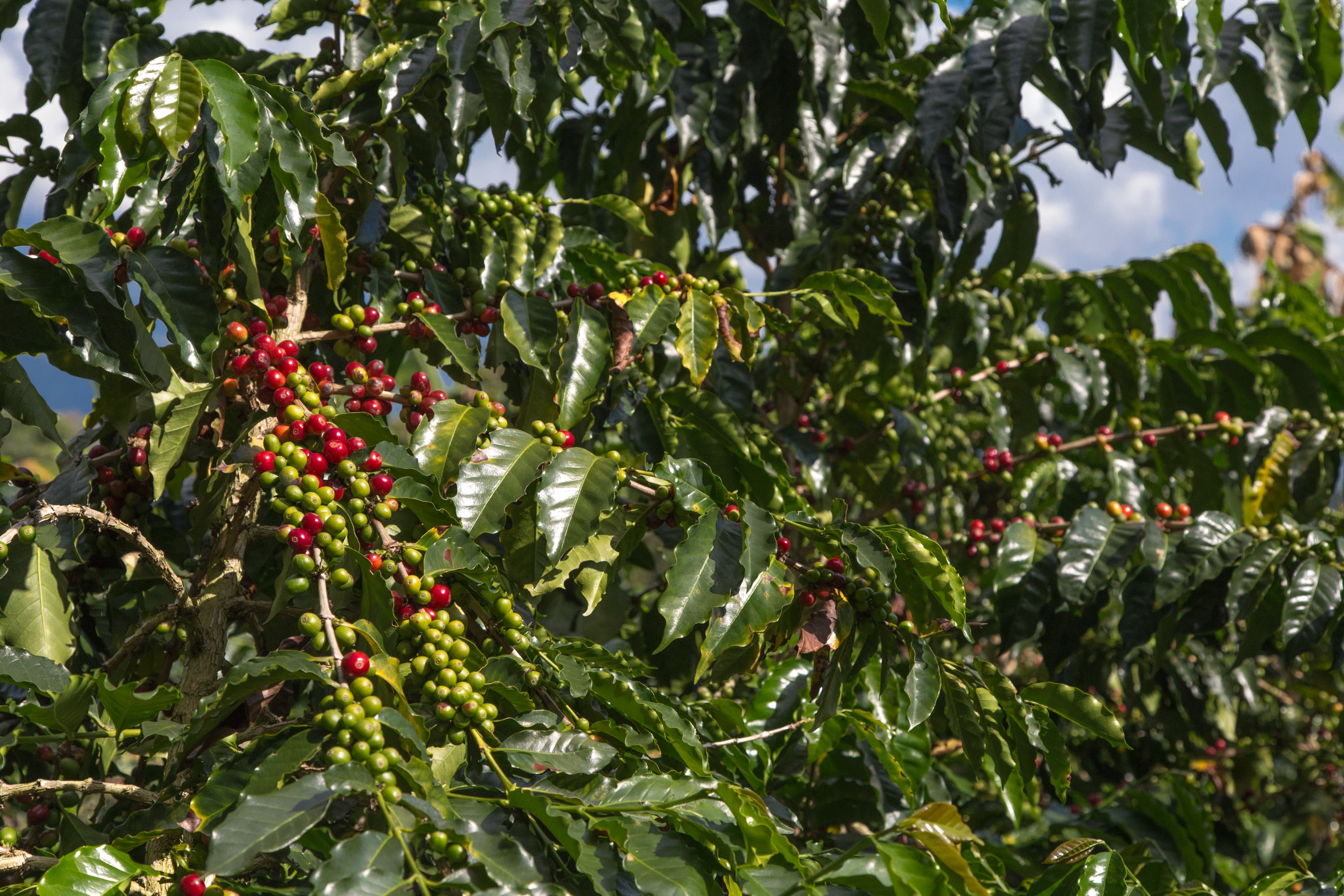 Colombia Experience Coffee Plants