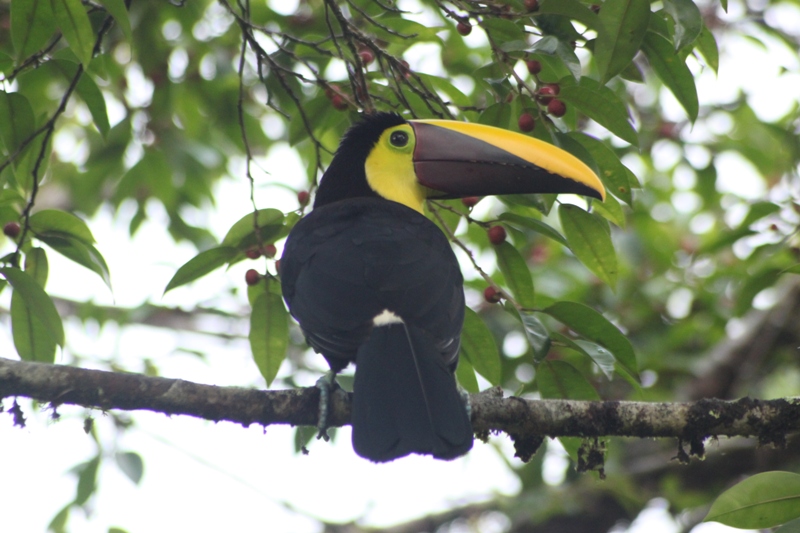 Costa Rica Chestnut Mandibled Toucan