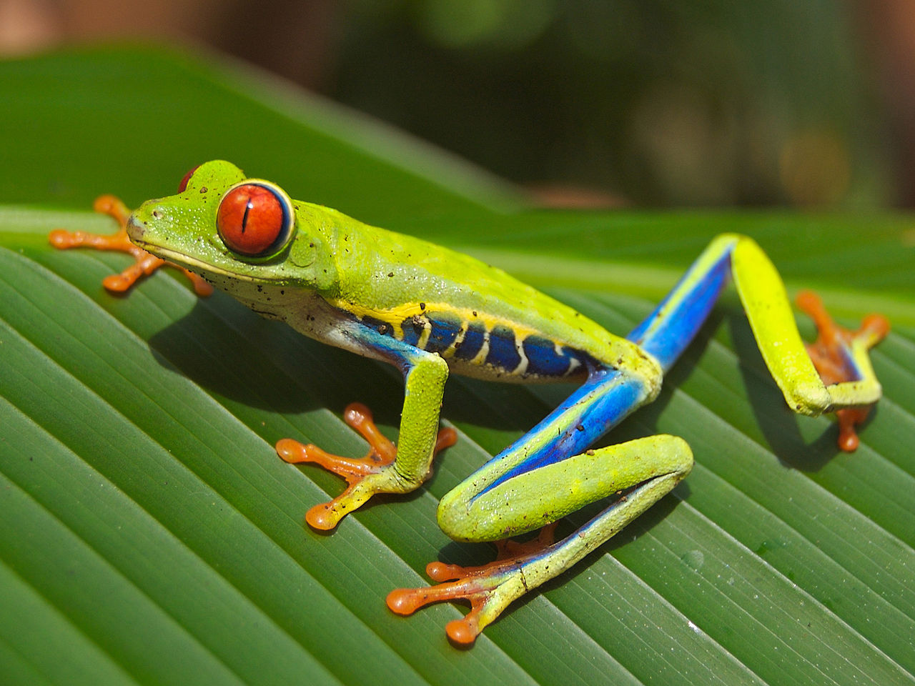 Red Eyed Tree Frog Costa Rica