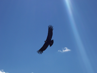 Cruz del Condor Colca Canyon