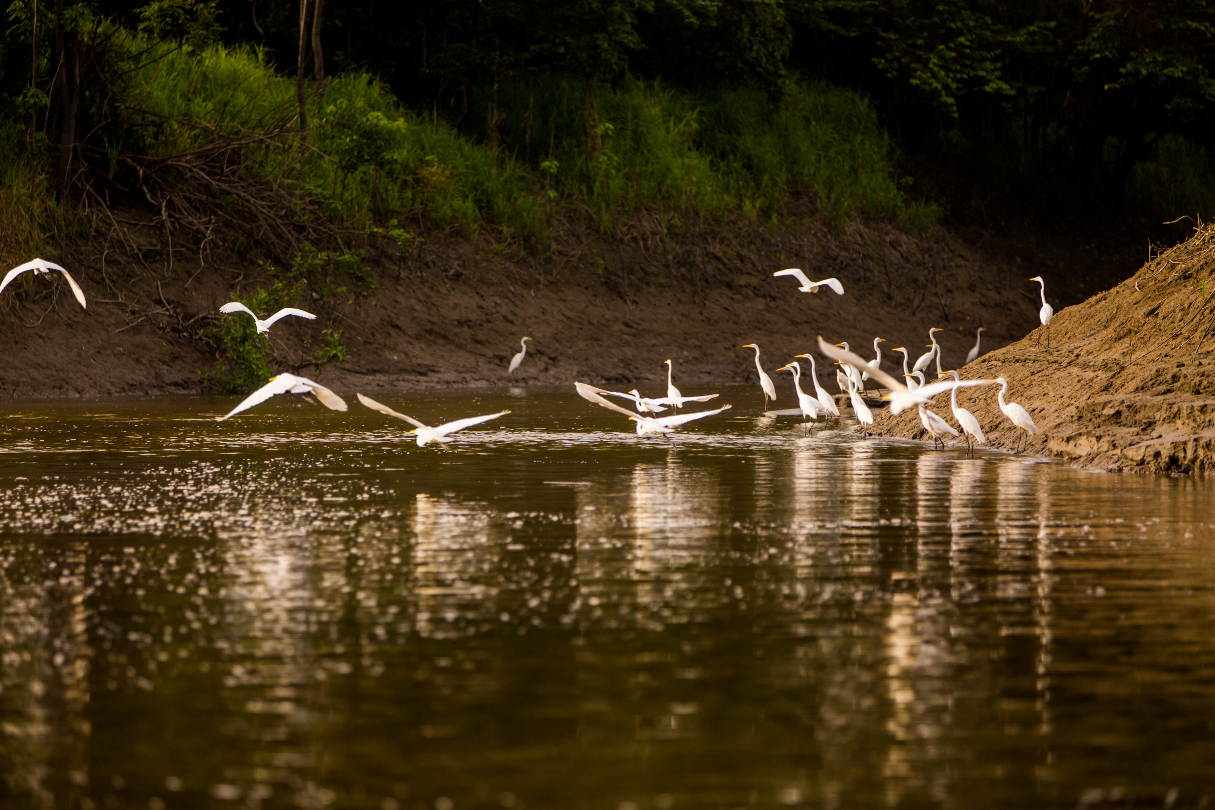 Delfin III Peru amazon cruising Bird watching