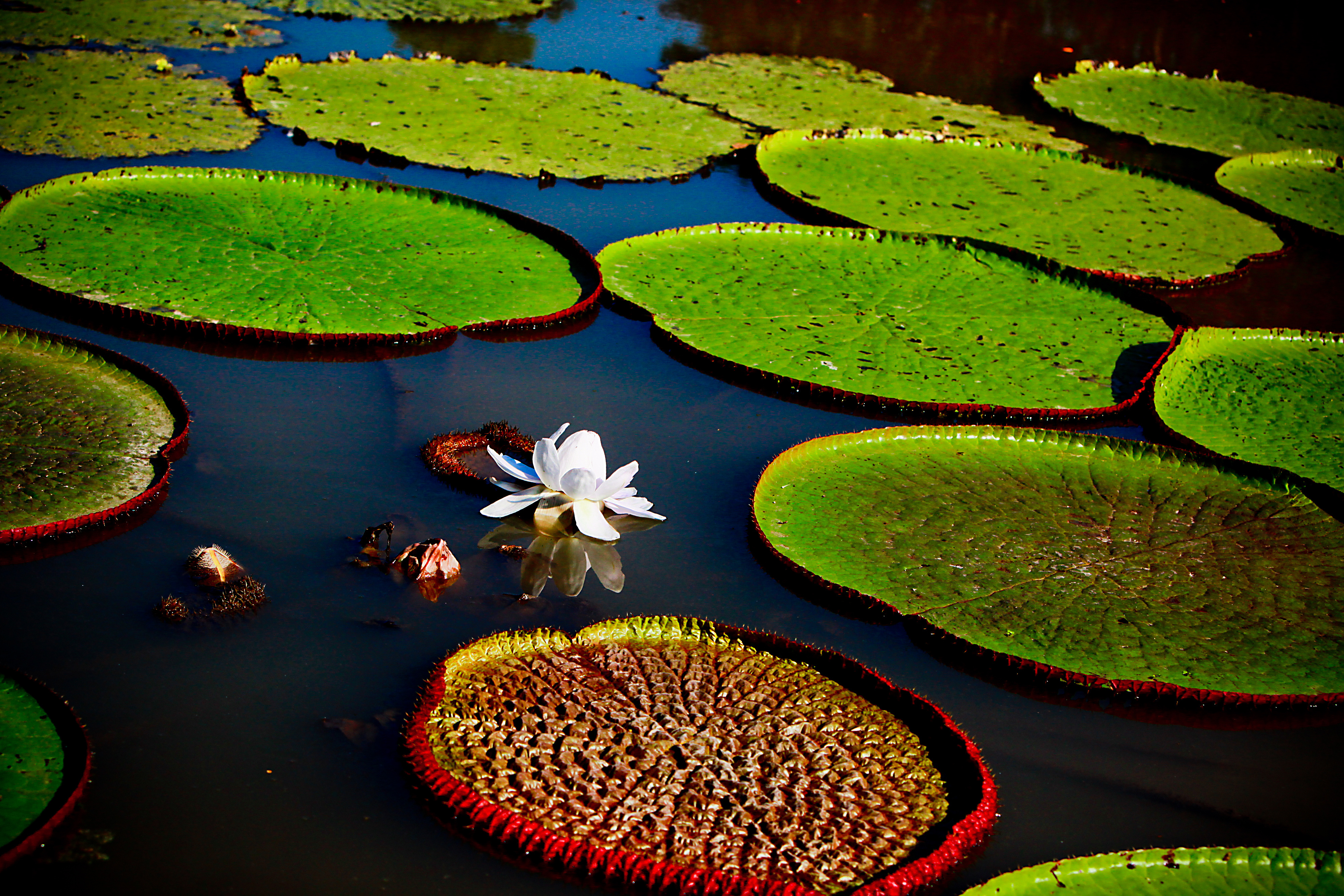 Delfin III amazon cruise Water Lillies