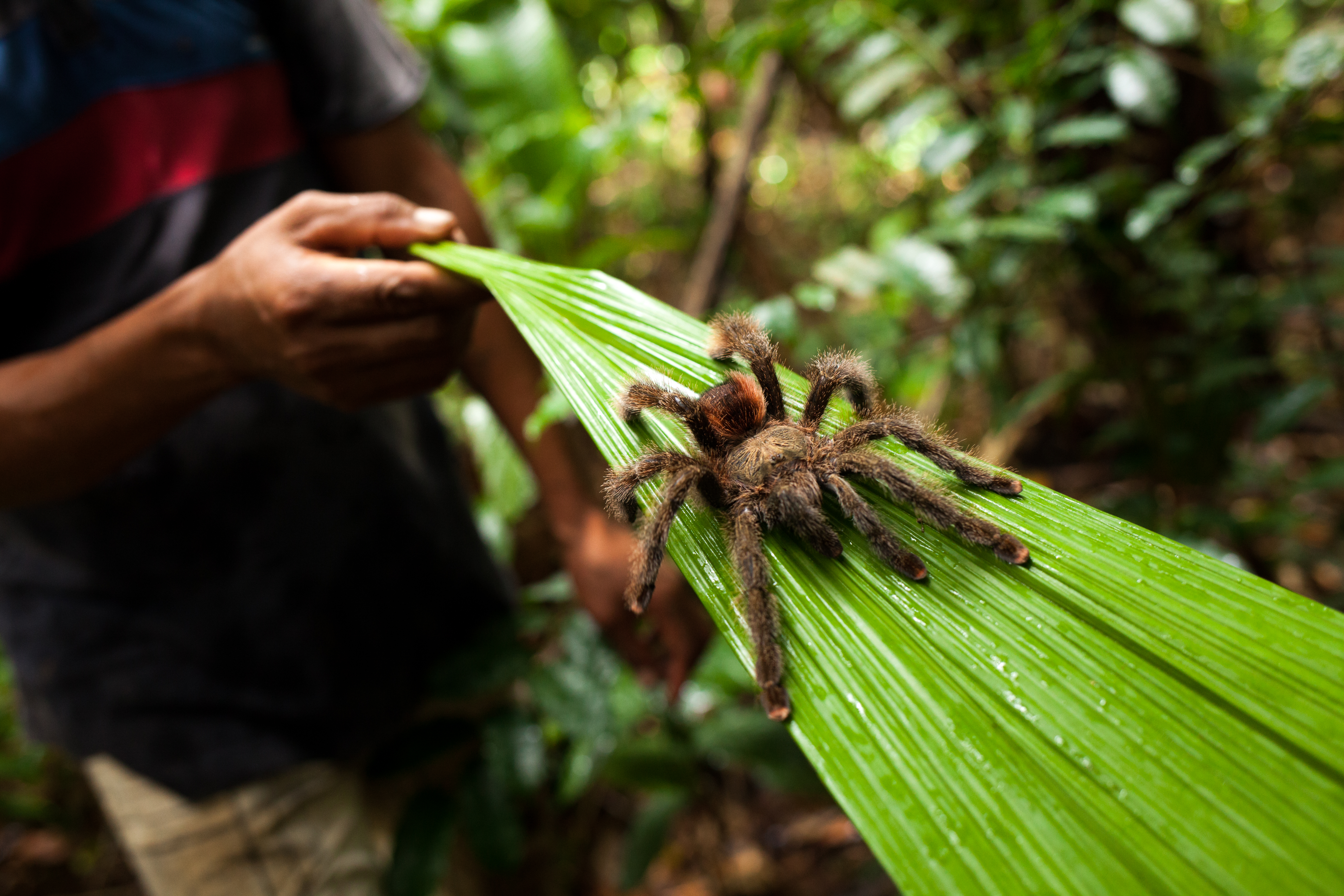 Delfin III Nature Walks Tarantula