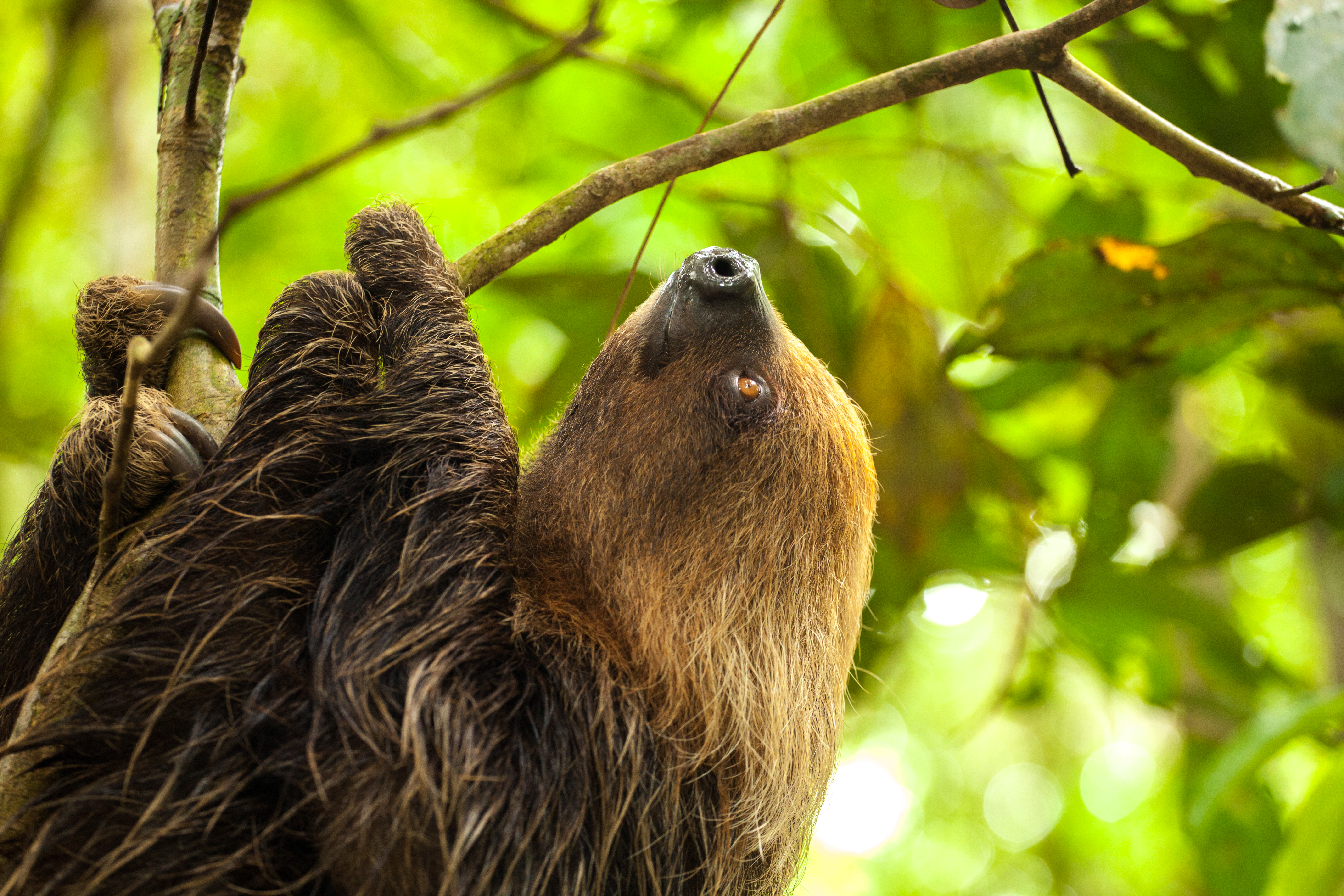 Delfin III Peruvian Amazon Sloth