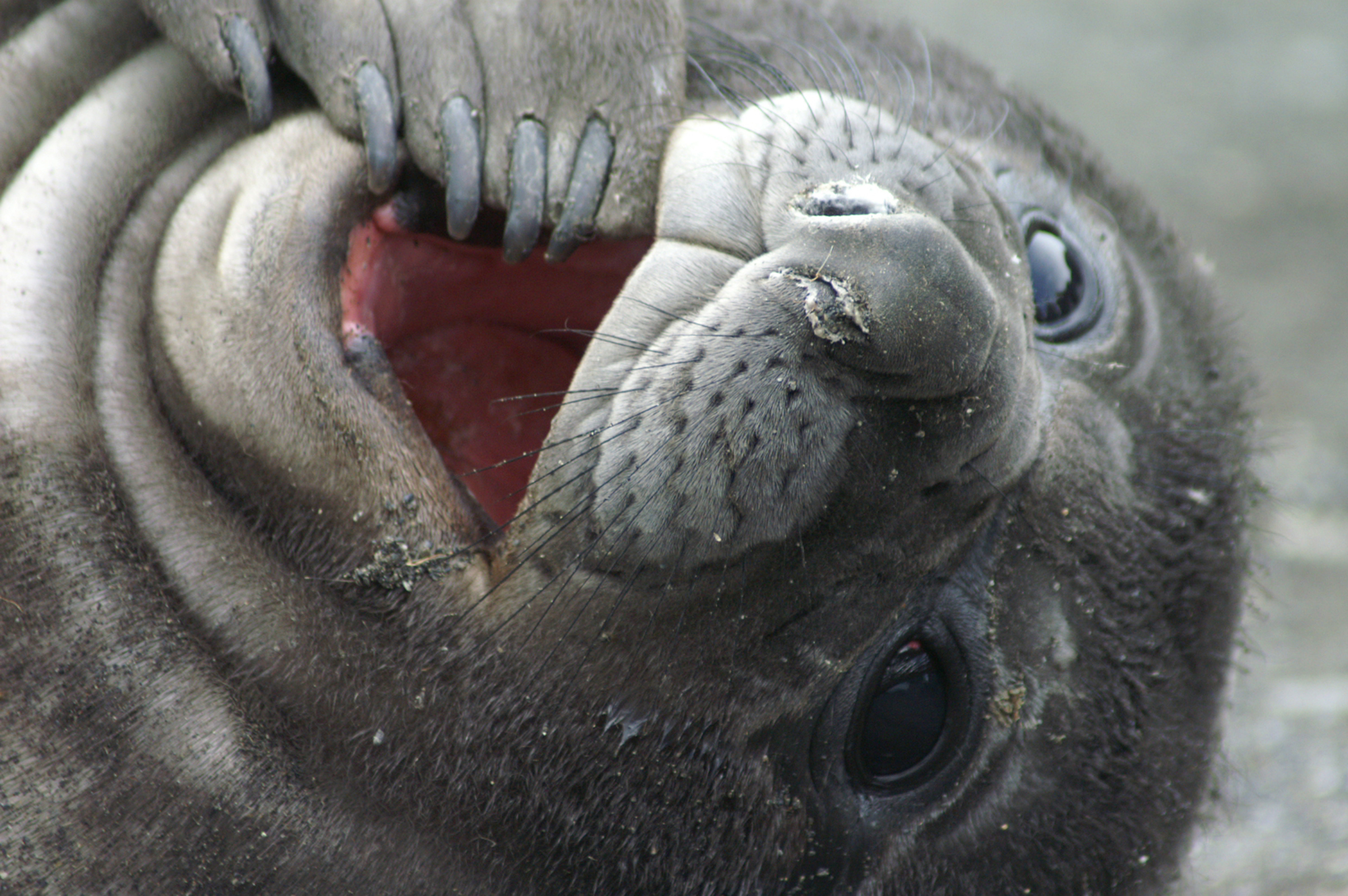 elephant seal M/V Plancius Falkland Islands South Georgia Antarctica