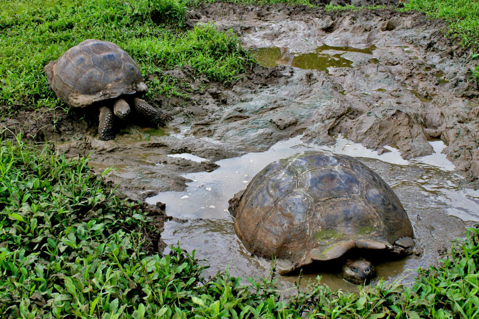 Galapagos Giant Tortoise