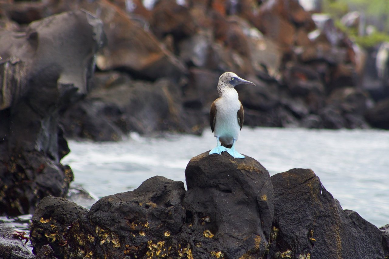 Galapagos Islands Blue Footed Booby