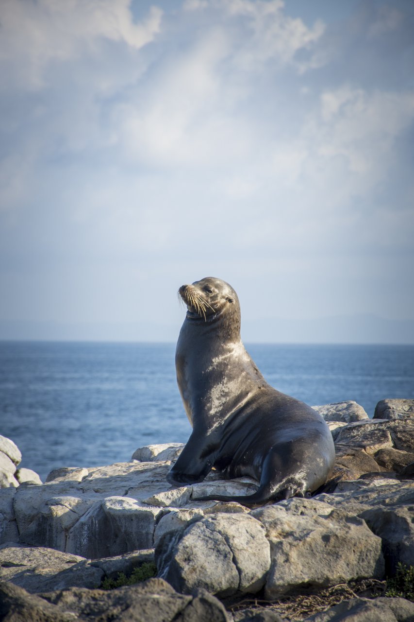 Galapagos Islands Sea Lion