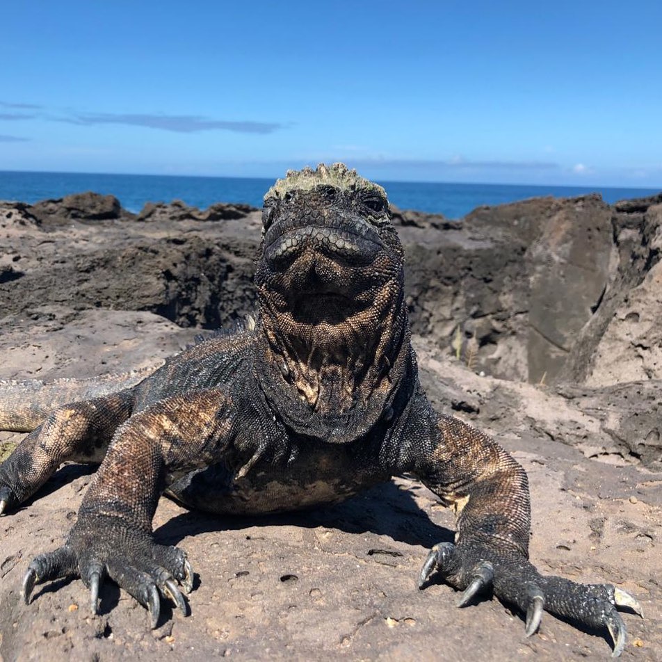 Galapagos Marine Iguana