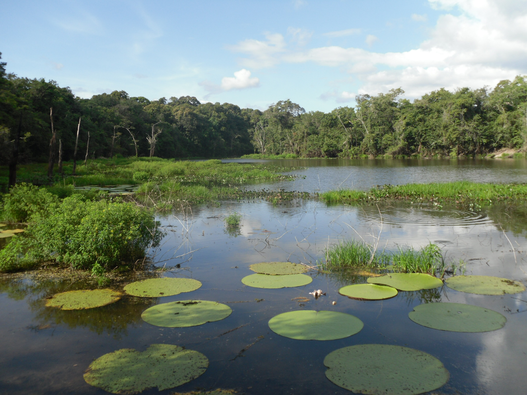 Guyana Victoria water lillies