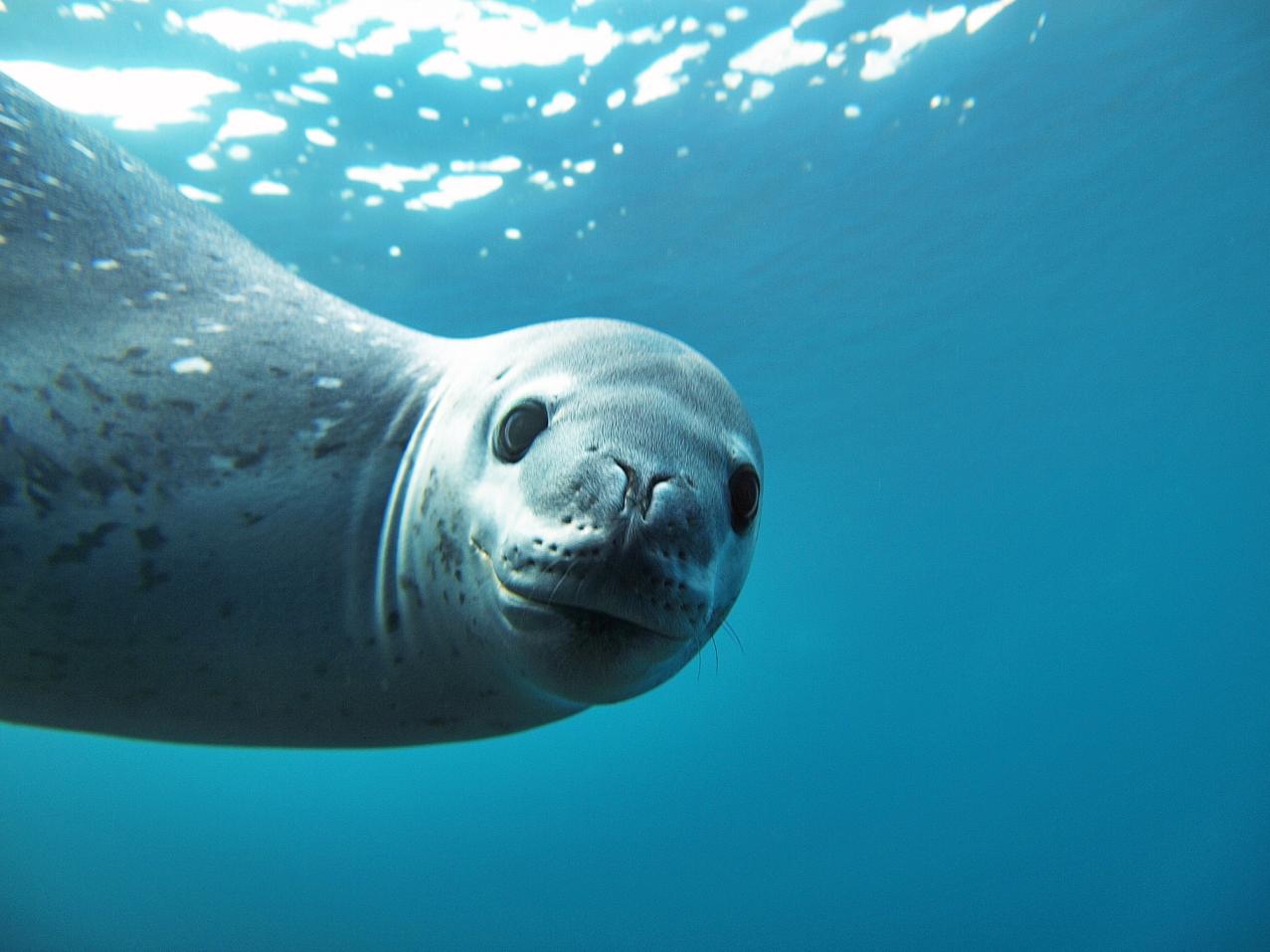 Antarctica M/V Plancius Leopard Seal