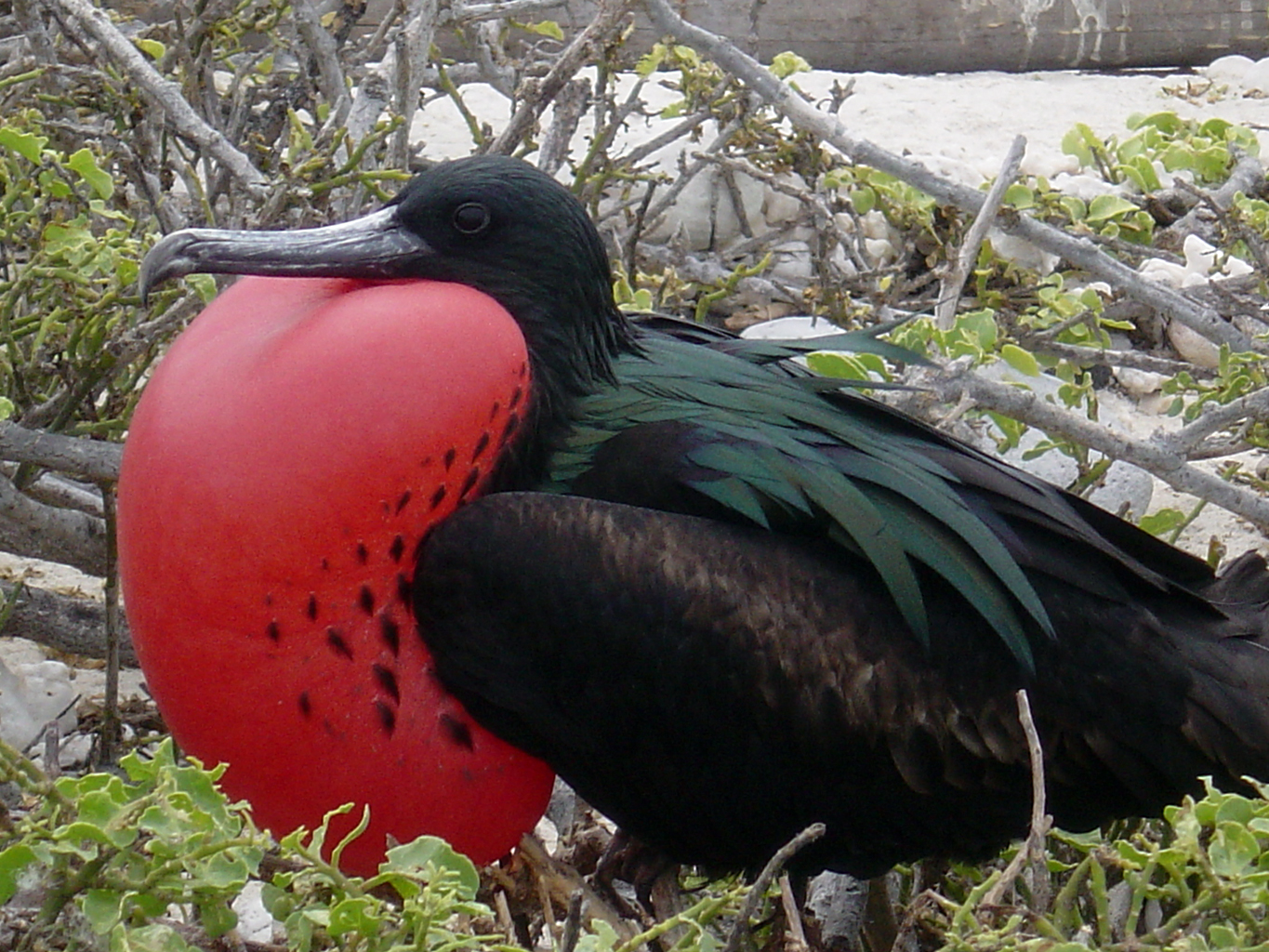 Galapagos Islands-Frigate Bird