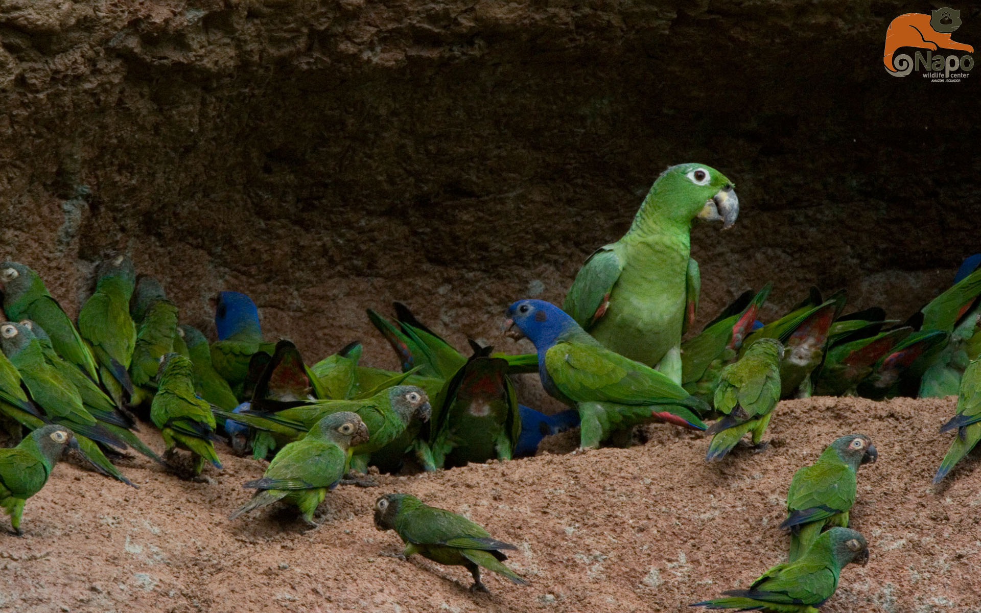Napo Wildlife Center Parrot Lick