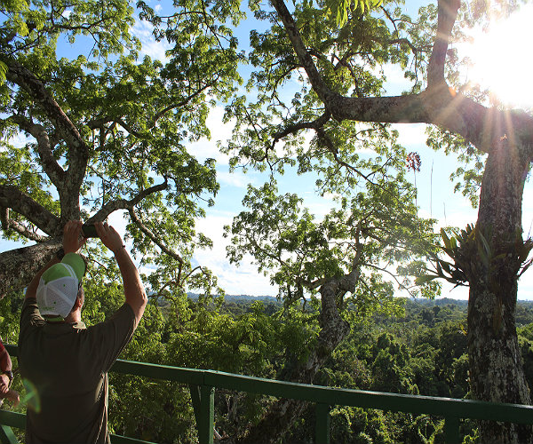 Ecuador Amazon Napo Wildlife Center Lookout tower