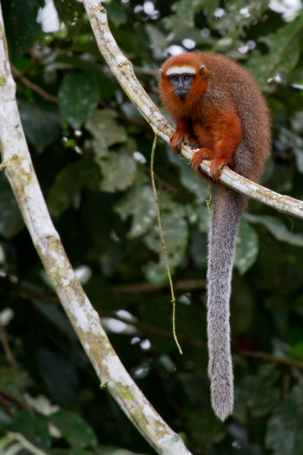 Napo-Wildlife-Center-monkey