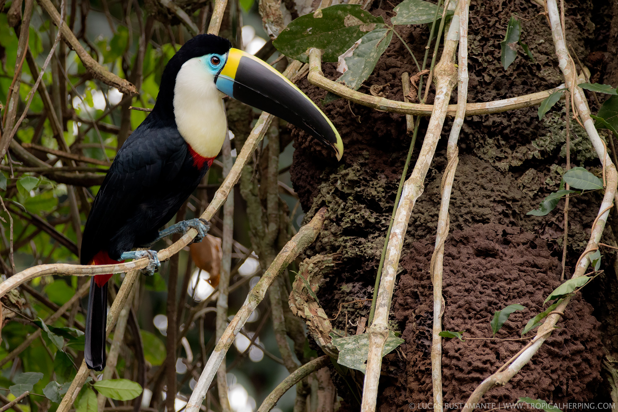 Napo-Wildlife-Center-Whitethroated-Toucan