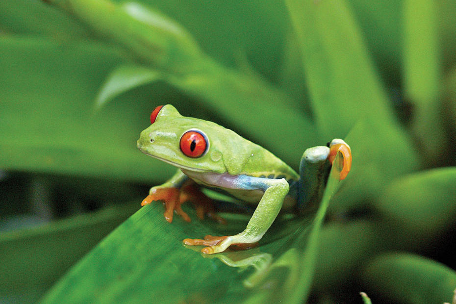 Nicaragua Red Eyed Tree Frog