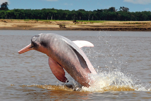 Pink Dolphins of Colombia Amazon