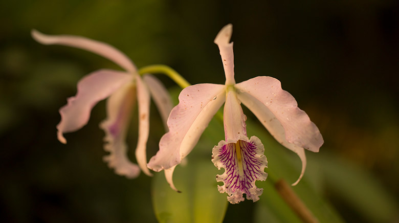 Quito Botanical Gardens Orchids Ecuador