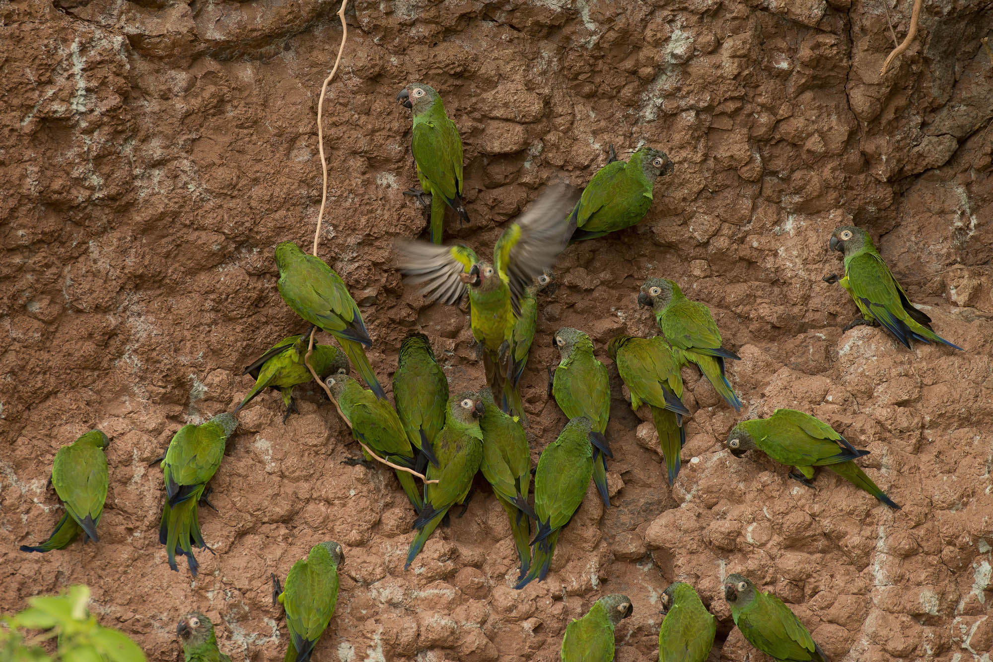 Yasuni Parrot Lick