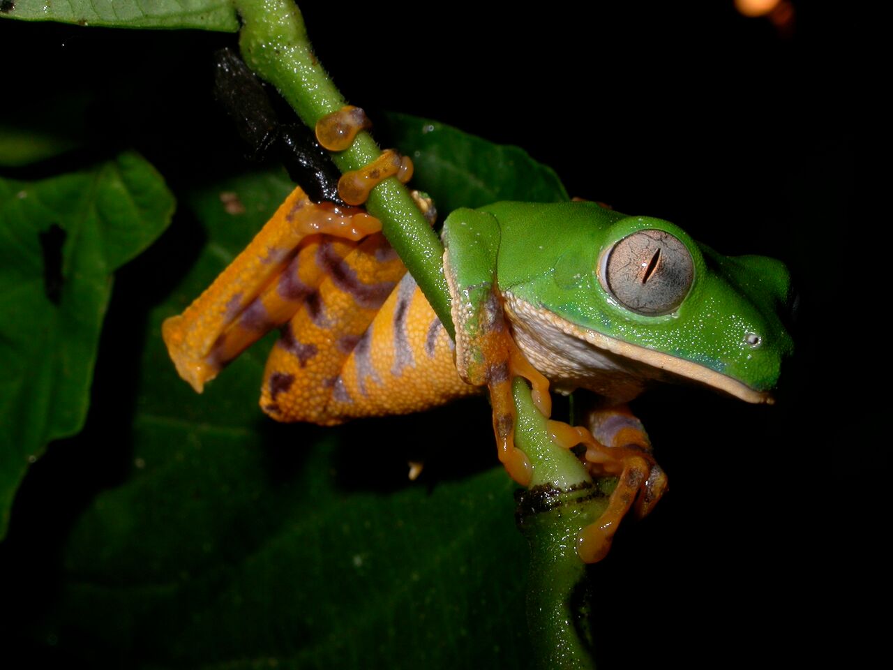 Sacha Lodge Frog