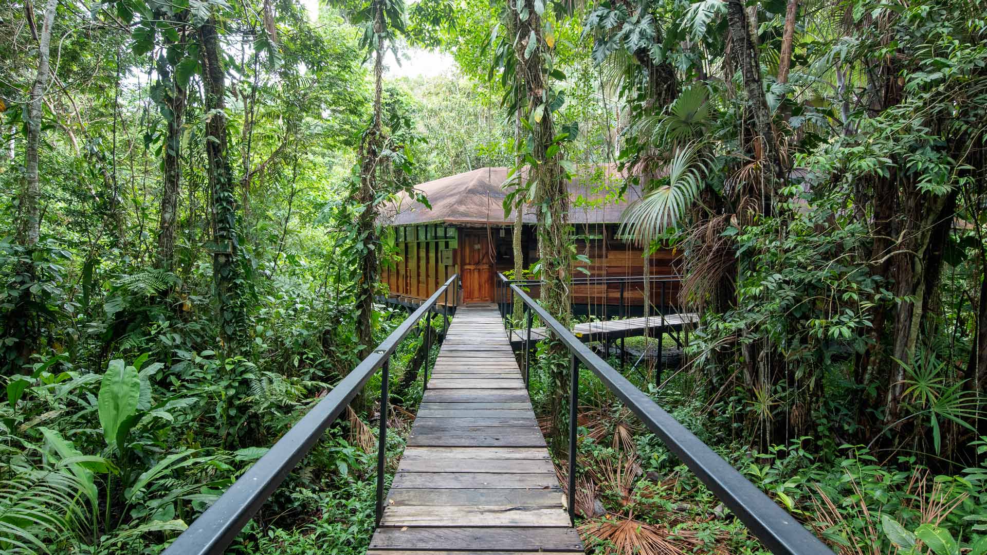 Sacha Lodge path to cabins